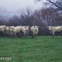 Plusieurs essais ont montré que le pâturage d’hiver d’une prairie a peu de conséquences sur la production d’herbe de l’année suivante.