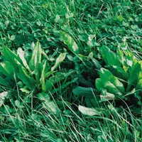 La chicorée ici en mélange avec du ray-grass anglais et du trèfle blanc, a une pérennité d'environ trois ans.