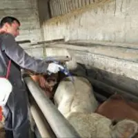 Le risque est à évaluer dans chaque élevage et pour chaque catégorie d’animaux.