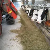 Distribution du fourrage en élevage laitier.