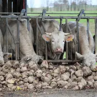 betteraves fourragères Charolais