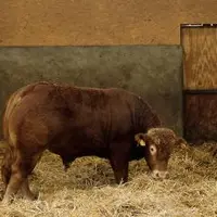 À son arrivée dans l'exploitation, tout nouvel animal doit être strictement isolé du cheptel pendant 15 jours, pendant que les contrôles adéquat soien