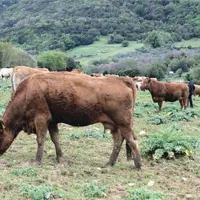 Troupeau de vaches allaitantes chez Ianis Katris, éleveur de Limousines en Grèce, dans la vallée d’Aetolia-Acarnania à l’ouest d’Athènes.
