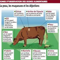 Les animaux expriment leur difficulté d'adaptation à l'alimentation par des signes réactifs. Ils passent par cette phase de sensibilité avant de décla