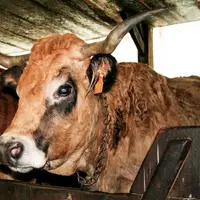 Il conviendrait de réformer en priorité les vaches âgées nées avant le 1er janvier 2002.