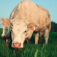 La diversité du couvert végétal stimule l’ingestion des bovins. F. D’ALTEROCHE