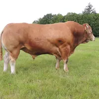 taureau limousin Erwin gènes diffusion