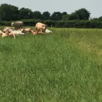Cette technique dénommée TechnoGrazing rend facile le pilotage du pâturage avec un haut niveau de précision.