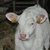 Cette petite boucle blanche emporte-pièce est placée à l'oreille du veau par l'éleveur en même temps que les boucles d'identification. Le veau la gard