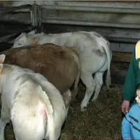 Pour la tétée, l’éleveur attire les vaches avec de l’aliment et laisse libre une place sur trois pour les Blondes et une sur deux pour les laitières,