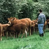 Après un sursaut dans le milieu des années 2000, les effectifs du cheptel allaitant sont repartis à la baisse.