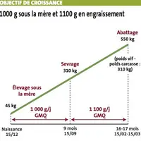 La ration d'engraissement se compose de 5,5 kg de
céréales, 950 g de tourteau de colza, 950 g de tourteau de tournesol,
de la paille à volonté et de
