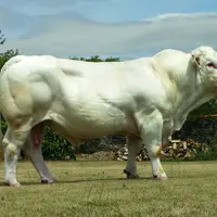 taureau Charolais Gènes Diffusion