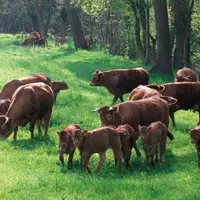 Si certains modes de production de viande bovine existant de part le monde sont critiquables, il est surtout indispensable de donner au consommateur l