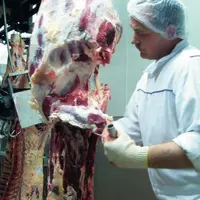En Allemagne, en 2012, 
le prix moyen du kilo 
de carcasse de taurillon R s’est établi à 3,90 €/kg, 10 % de plus qu’en 2011.
