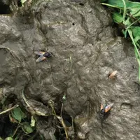 La bouse est un mouchodrome particulièrement attractif. Asilidés, Empilidés, Syrphidés, Muscidés… s’y retrouvent pour manger, se reproduire et pondre.