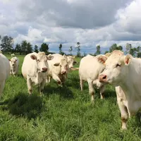 vaches charolaises au pré