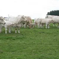 vaches Charolaises suitées et taureau au pré