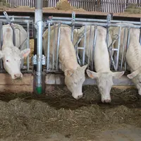 vaches charolaises au cornadis