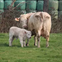 vache Charolaise fraîche volée au pré