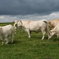 charolaises suitées au pré