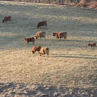 vaches limousines suitées pâturage hiver