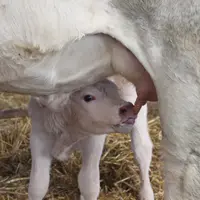 veau charolais nouveau-né têtant