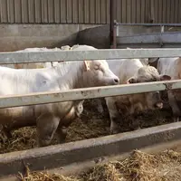 jeunes bovins Charolais