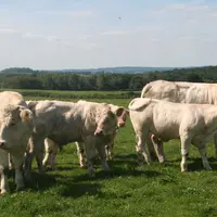 charolaises au pré saône-et-loire