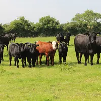vaches suitées Angus en Irlande