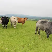 génisses croisées Irlande au pré