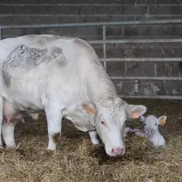 vache Charolaise fraÎche volée