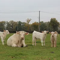 vache charolaise et petits veaux au pré