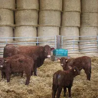 vaches Salers suitées