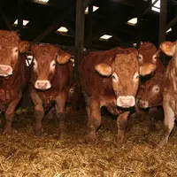 boeufs bio limousins