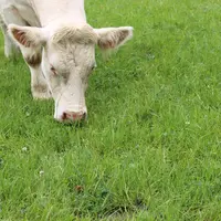 charolaise au pâturage