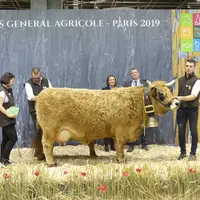 Indienne du Gaec elevage Vidalenc (Cantal), championne Aubrac à Paris 2019