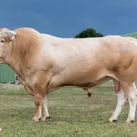 taureau blonde d'aquitaine insémination Auriva
