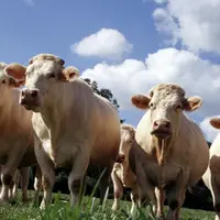 La fin des quotas laitiers et la mise en œuvre concomitante de la réforme de la PAC alors que le marché de la viande est peu attractif risque de favor