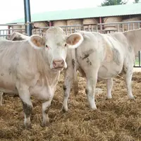 Des ajustements d'effectifs de vaches allaitantes sont prévues sur 2015, après attribution des références individuelles pour la prime couplée.