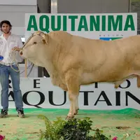Egor, prix de championnat mâle espoir de ce Concours à  l'EARL Gardelly, dans les Landes. Cinquantenaire Blond oblige, c’est la	 Blonde d’Aquitaine qu