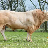 taureau auriva elevage blonde d'aquitaine Jetin