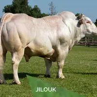 taureau race INRA 95