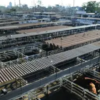 À Liniers les acheteurs se déplacent sur les petites 
passerelles surplombant les parcs. 
Pas question pour eux de descendre pour aller « pincer le