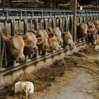 Les stations ont un objectif fixé sur la croissance, sur l’aptitude au vêlage et à l’allaitement ainsi que sur la facilité de naissance.