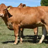 taureau limousin Crealim 2020 fille de Jumaras