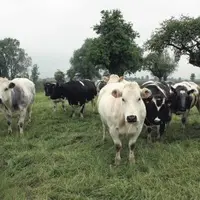 Troupeau de race Blanc Bleu dans le Nord.