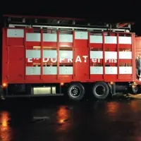 La hausse des carburants a augmenté fortement le coût de transport des animaux.