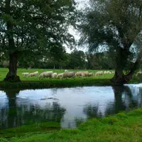 Si plusieurs leviers sont d'ores et déjà identifiés, des incertitudes persistent sur les inventaires d'émissions de gaz à effet de serre de l'agricult