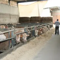 Luca Giordana , technicien d'Asprocarne, et Mario Panero, éleveur dans le Piémont et président d'Asprocarne, dans l'exploitation des frères Panero, où